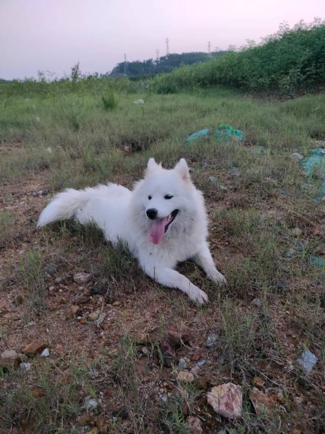 7月25日深圳市龙岗区爱联社区陂头背村领养狗,宠物狗【领养启示/启事】