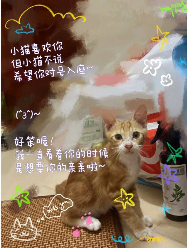 7月26日东莞市清溪镇浮岗街吉士佳便利店领养橘猫【领养启示/启事】