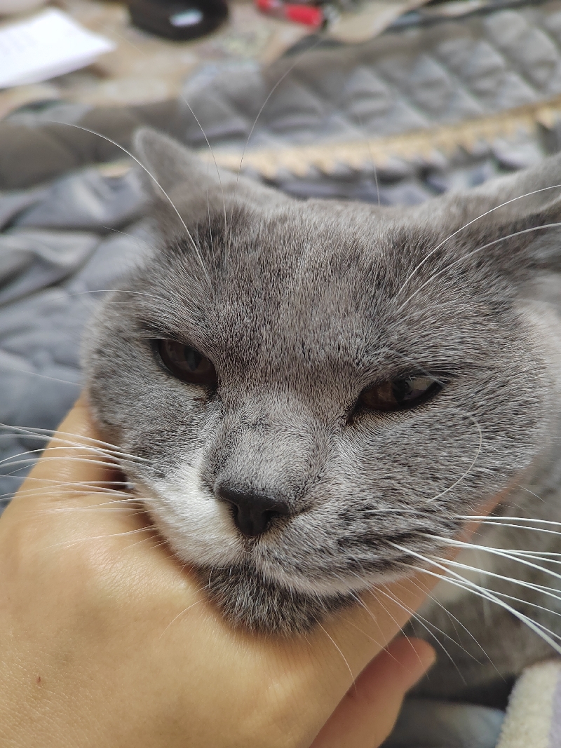 7月26日贵阳市云岩区三桥领养英短蓝猫,英国蓝色短毛猫【领养启示/启事】