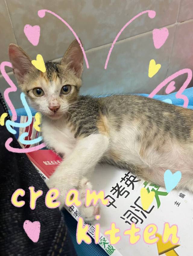 7月26日东莞市清溪镇浮岗街吉士佳便利店领养橘猫【领养启示/启事】