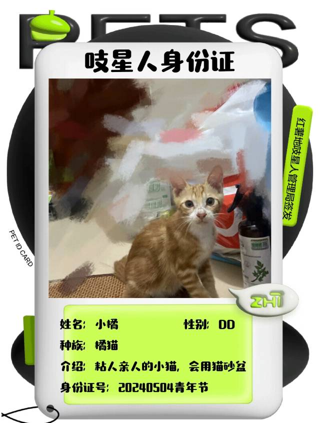 7月26日东莞市清溪镇浮岗街吉士佳便利店领养橘猫【领养启示/启事】