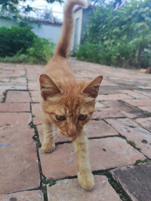 7月27日邯郸市临漳县柳园镇董村西街领养猫,宠物猫,猫咪【领养启示/启事】