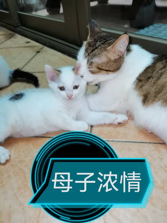 7月27日佛山市顺德区广东佛山顺德大良领养猫,宠物猫,猫咪【领养启示/启事】