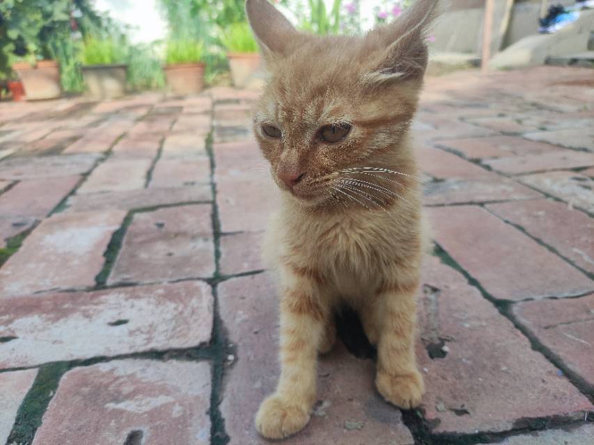 7月27日邯郸市临漳县柳园镇董村西街领养猫,宠物猫,猫咪【领养启示/启事】