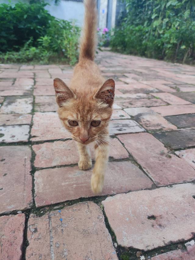 7月27日邯郸市临漳县柳园镇董村西街领养猫,宠物猫,猫咪【领养启示/启事】