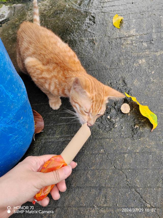 7月29日珠海市金湾区平沙镇沙美四队发现流浪橘猫【流浪橘猫线索】