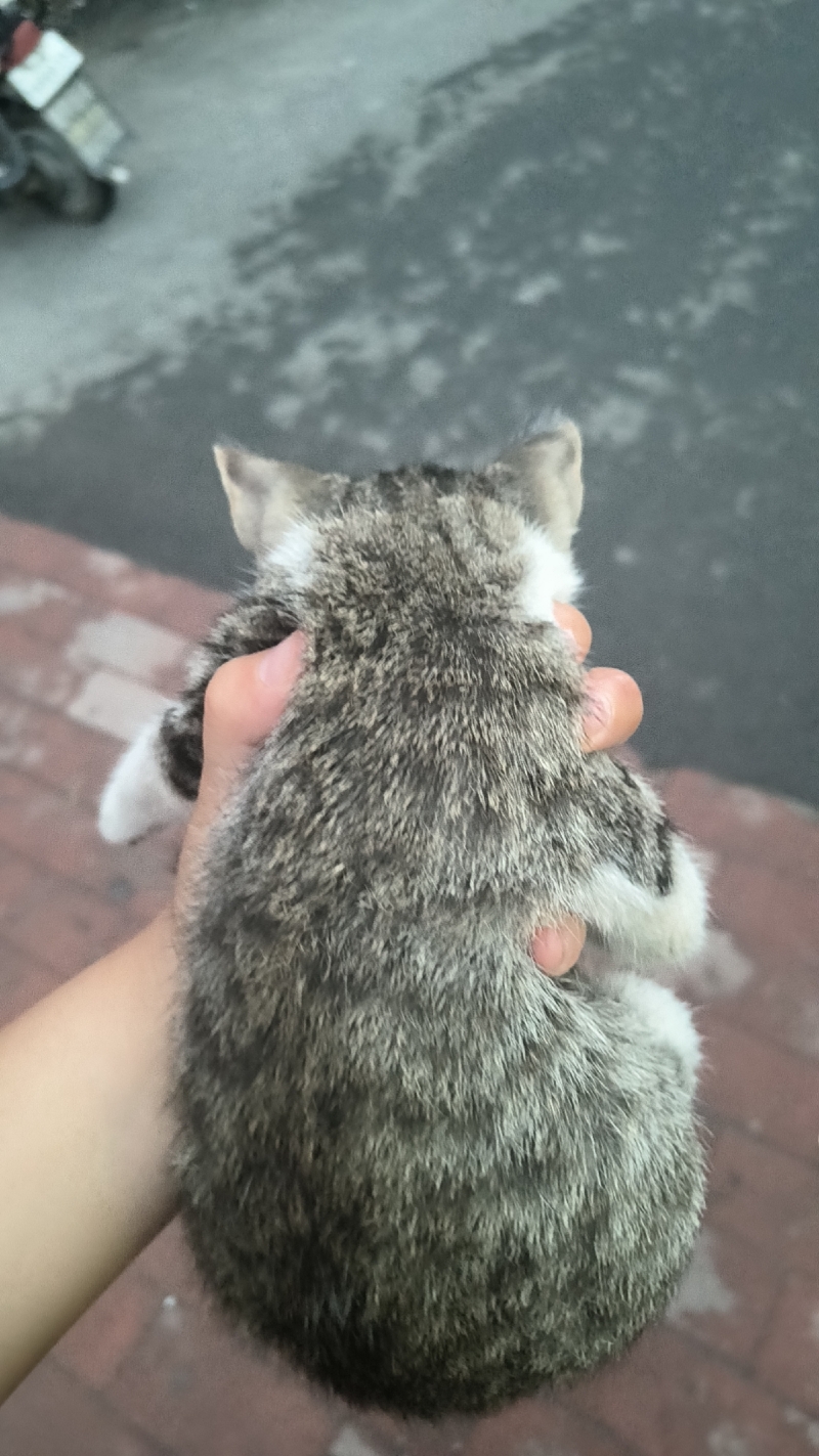 7月23日济南市历城区北园大街龙岱花园小区捡到流浪猫,宠物猫,猫咪【猫招领启示/启事】