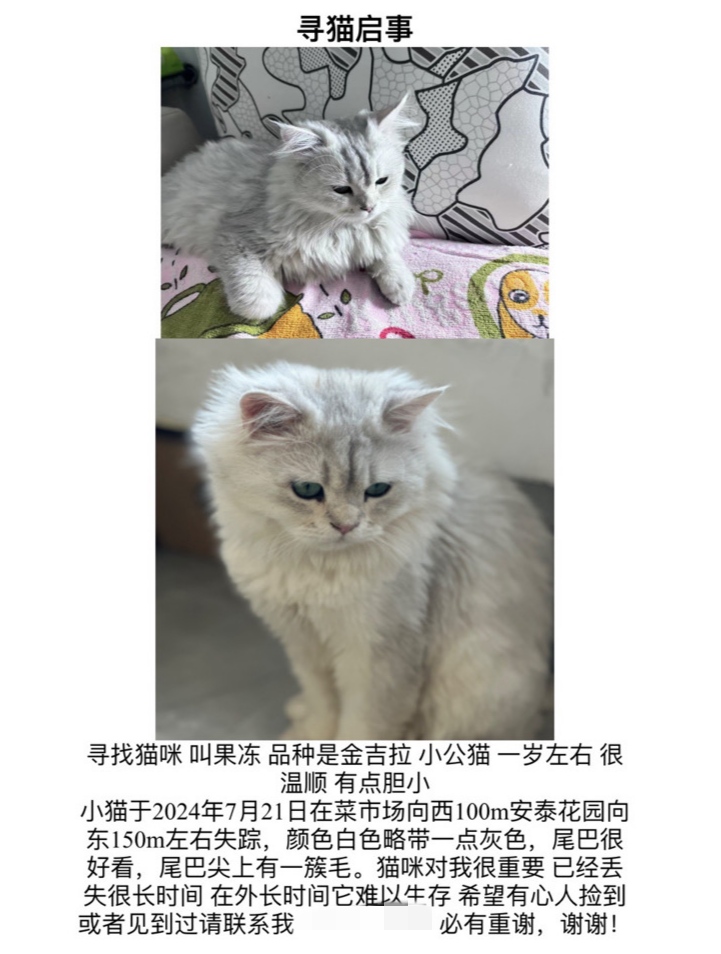 7月21日平凉市新昌街安泰庄苑附近走失猫,宠物猫,猫咪【寻猫启示/启事】