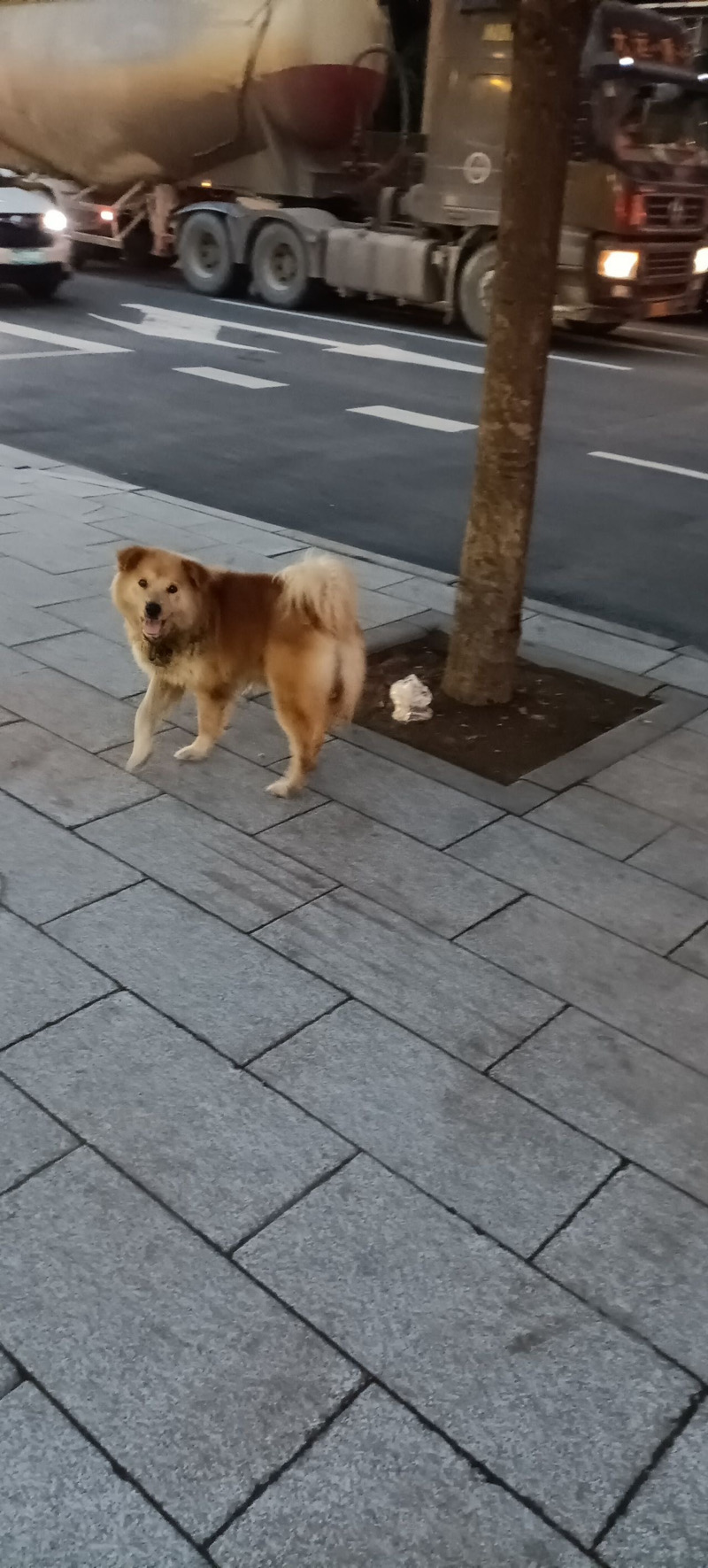 7月21日广州市荔湾区东塱大街路边走失土狗,柴犬,田园犬,中华田园犬【寻土狗/田园犬启示/启事】