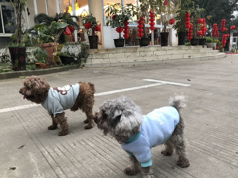 8月5日柳州市柳北区将台小学领养泰迪,贵宾,泰迪熊【领养启示/启事】