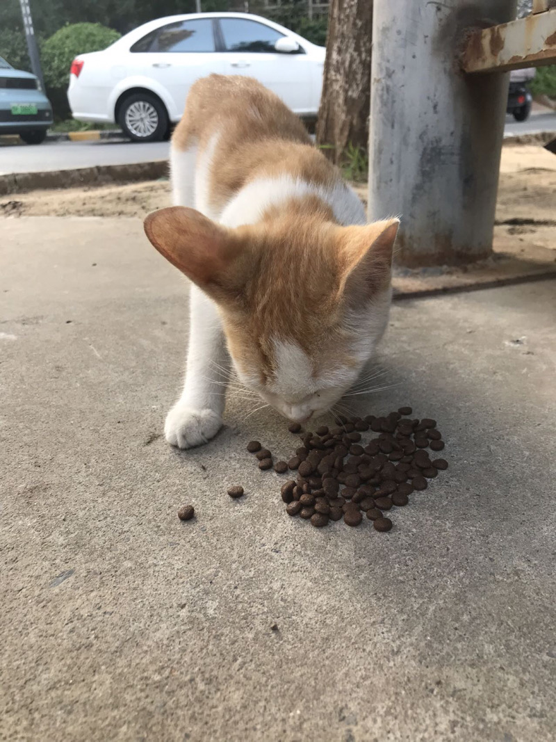 8月7日焦作市解放区解放西路逸景雅居小区领养猫,宠物猫,猫咪【领养启示/启事】