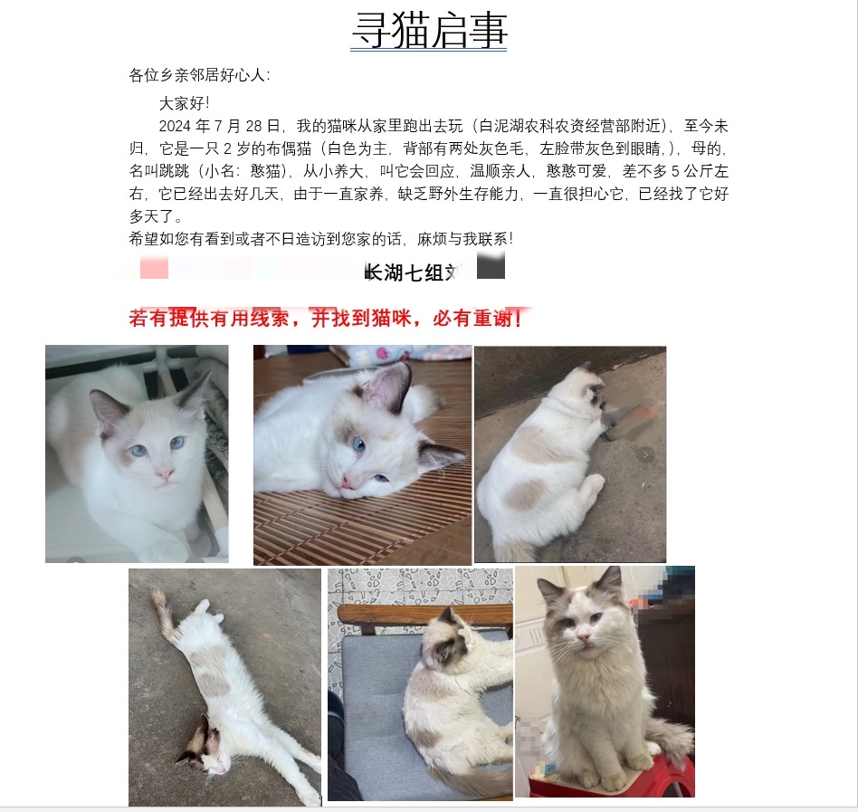 7月28日岳阳市湘阴白泥湖走失布偶猫【寻布偶猫启示/启事】