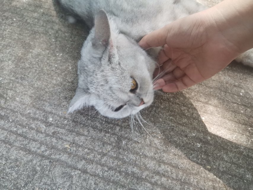 8月15日合肥市巢湖市安量劳动小区发现流浪猫,宠物猫,猫咪【流浪猫线索】