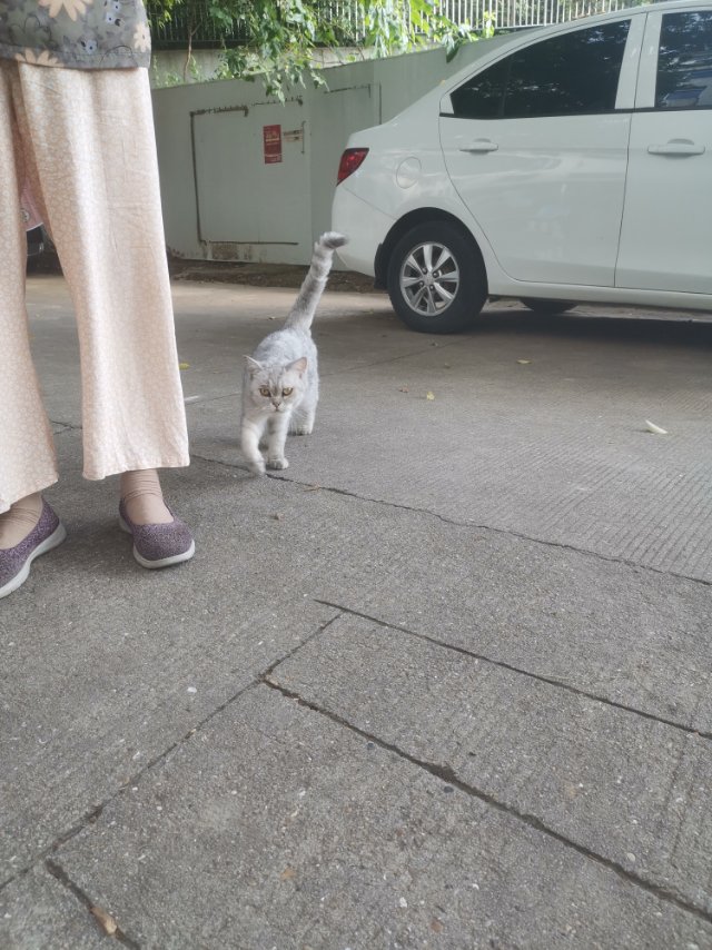 8月15日合肥市巢湖市安量劳动小区发现流浪猫,宠物猫,猫咪【流浪猫线索】