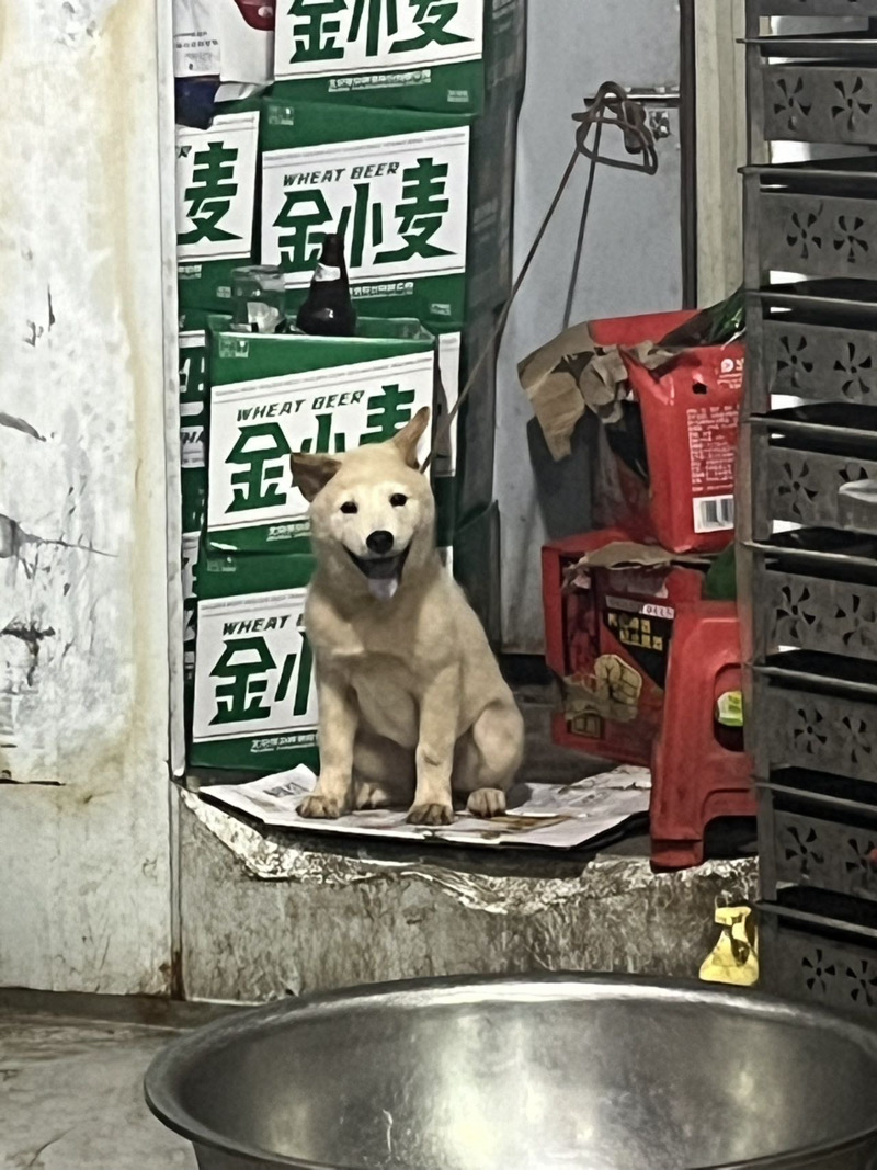 8月16日百色市右江区龙景街道花鸟市场走失土狗,柴犬,田园犬,中华田园犬【寻土狗/田园犬启示/启事】