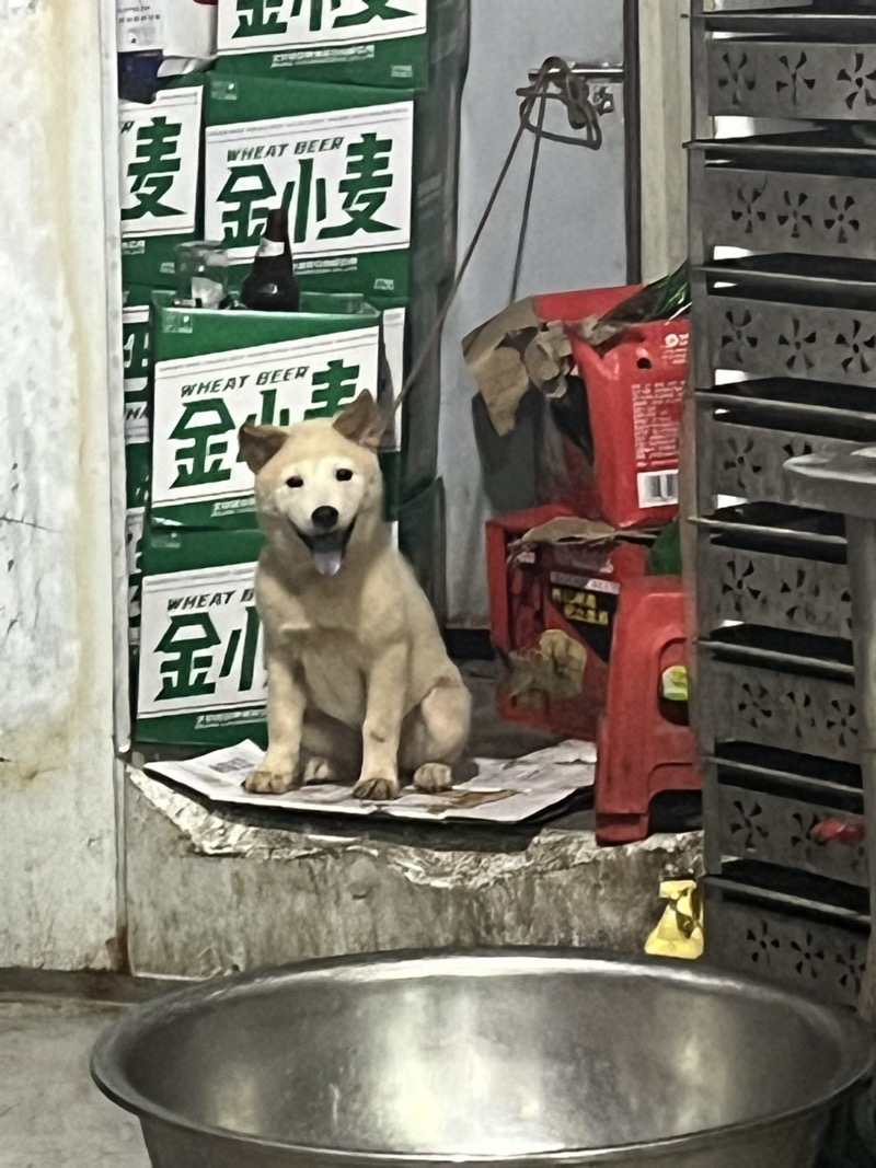 8月16日百色市右江区龙景街道花鸟市场走失土狗,柴犬,田园犬,中华田园犬【寻土狗/田园犬启示/启事】