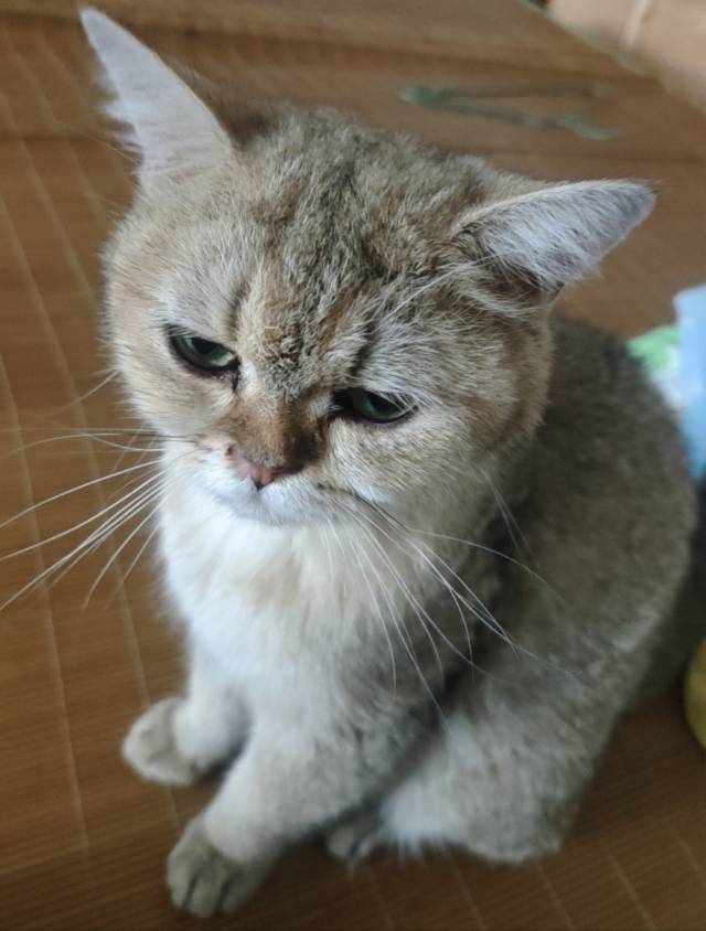 8月16日信阳市平桥区明港镇领养猫,宠物猫,猫咪【领养启示/启事】