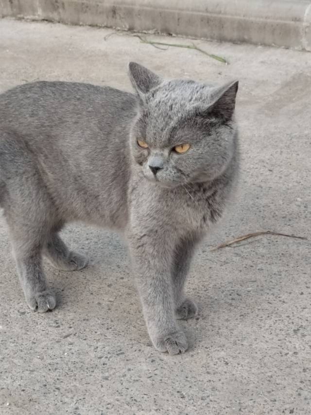 8月18日长治市屯留区领养英短蓝猫,英国蓝色短毛猫【领养启示/启事】