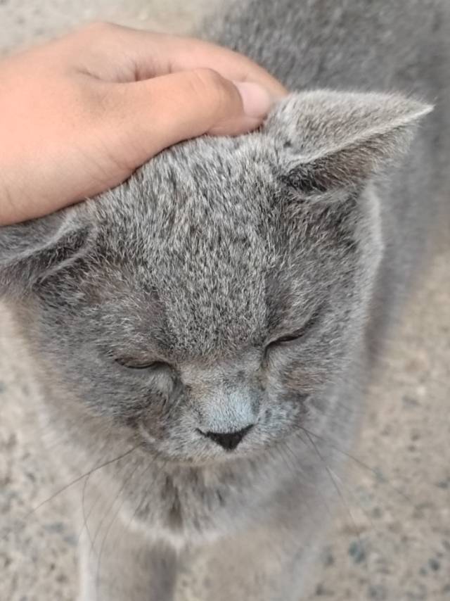 8月18日长治市屯留区领养英短蓝猫,英国蓝色短毛猫【领养启示/启事】