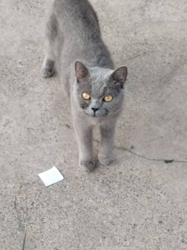 8月18日长治市屯留区领养英短蓝猫,英国蓝色短毛猫【领养启示/启事】