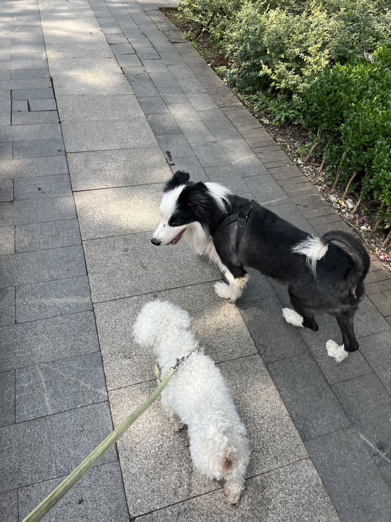 8月20日昆明市翠湖公园捡到流浪边牧,边境牧羊犬【边牧/边境牧羊犬招领启示/启事】