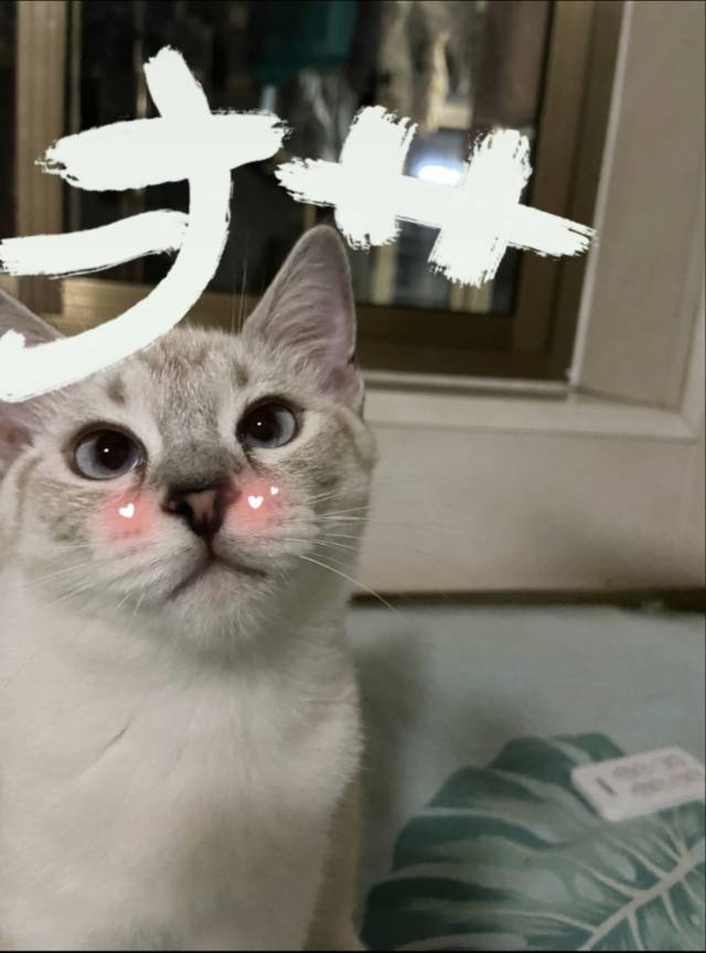 8月22日唐山市路南区区领养猫,宠物猫,猫咪【领养启示/启事】