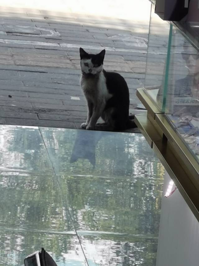 8月22日榆林市榆阳区人民中路捡到流浪猫,宠物猫,猫咪【猫招领启示/启事】