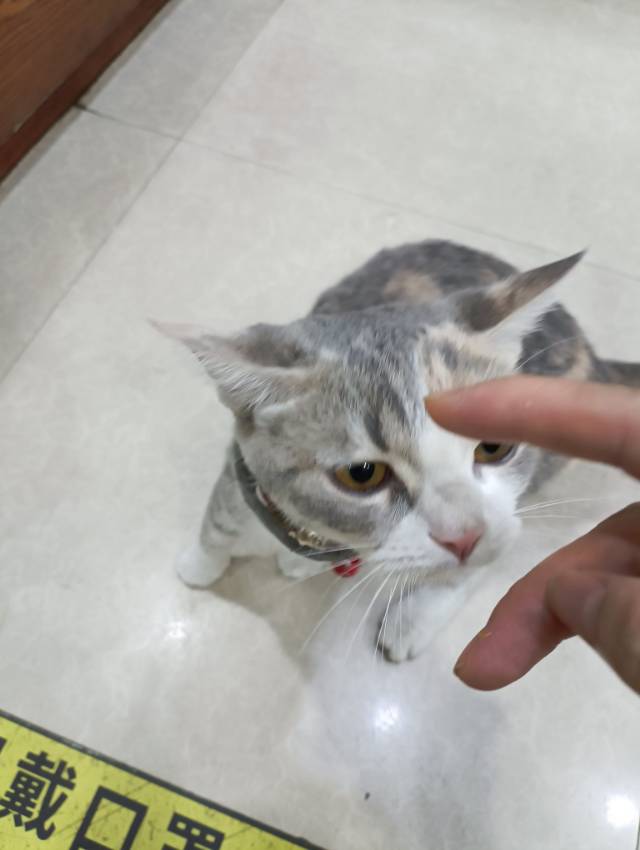 8月25日广州市白云区岗贝路小吃街捡到流浪猫,宠物猫,猫咪【猫招领启示/启事】