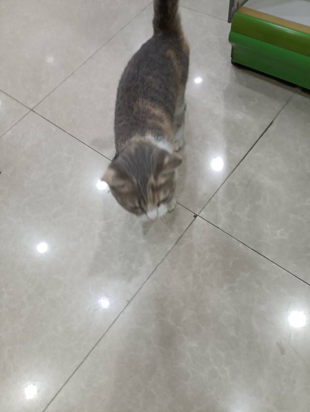 8月25日广州市白云区岗贝路小吃街捡到流浪猫,宠物猫,猫咪【猫招领启示/启事】