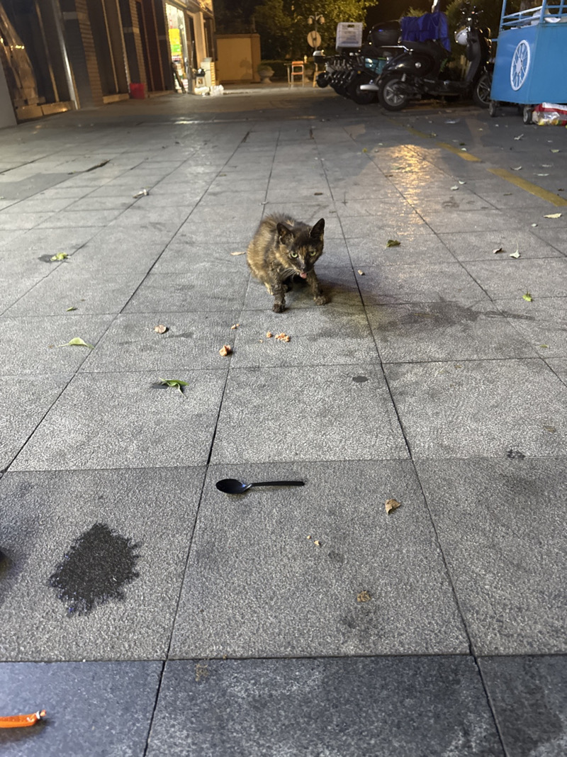 8月29日杭州市拱墅区置业街44号门口发现流浪猫,宠物猫,猫咪【流浪猫线索】