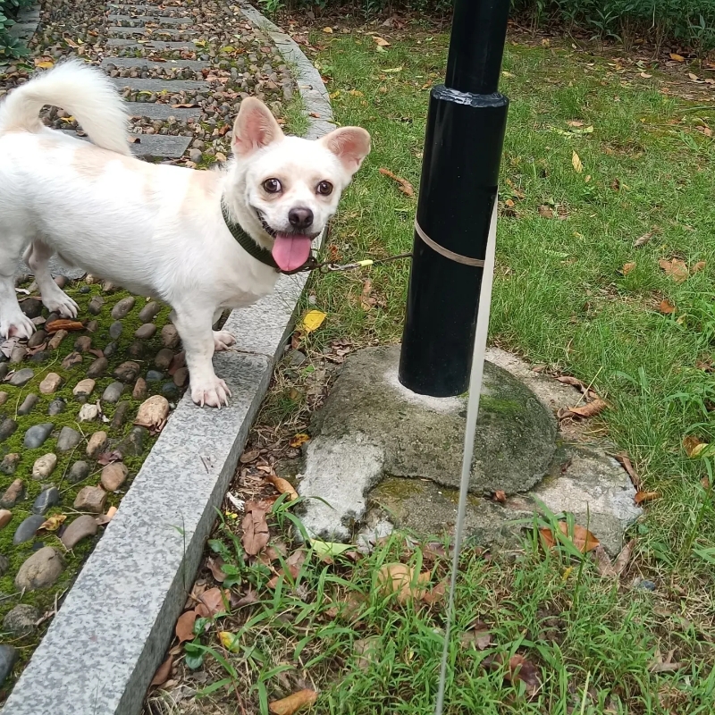 8月29日广州市天河区棠东领养土狗,柴犬,田园犬,中华田园犬【领养启示/启事】