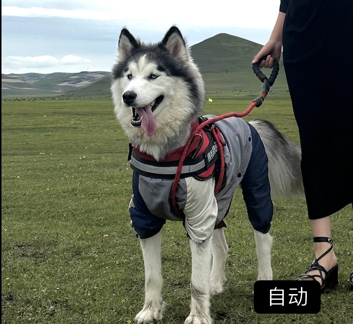 8月26日天水市甘谷县安远镇香台山附近走失阿拉斯加犬【寻阿拉斯加犬启示/启事】