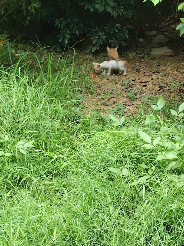 8月31日柳州市广西柳州领养田园猫,家猫【领养启示/启事】