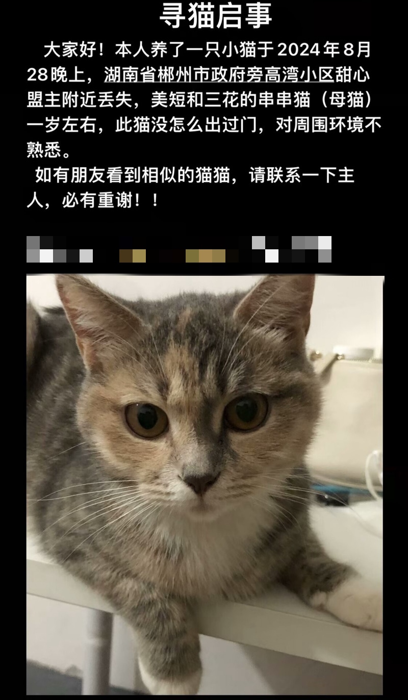 8月28日郴州市北湖区政府旁高湾小区走失猫,宠物猫,猫咪【寻猫启示/启事】