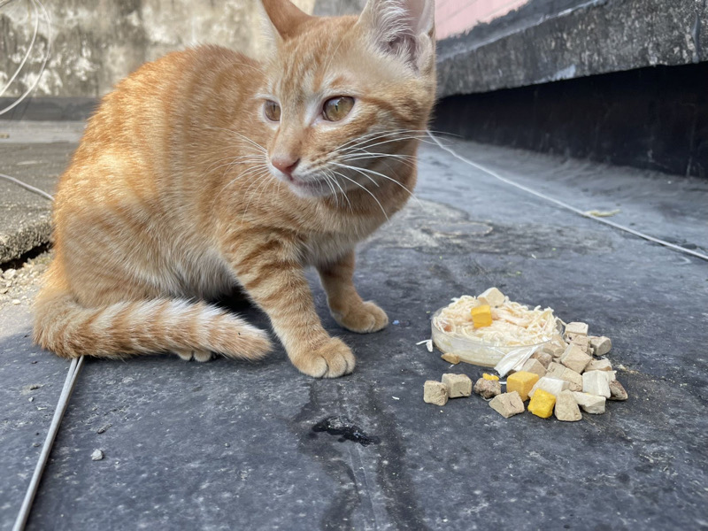 9月2日深圳市宝安区新桥街道上寮雅苑太平南路1巷1号领养橘猫【领养启示/启事】