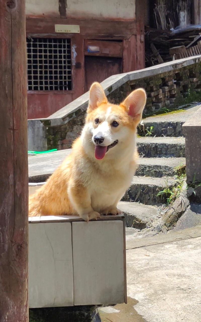 8月31日遵义市绥阳县辣椒市场 城北小学走失柯基【寻柯基启示/启事】