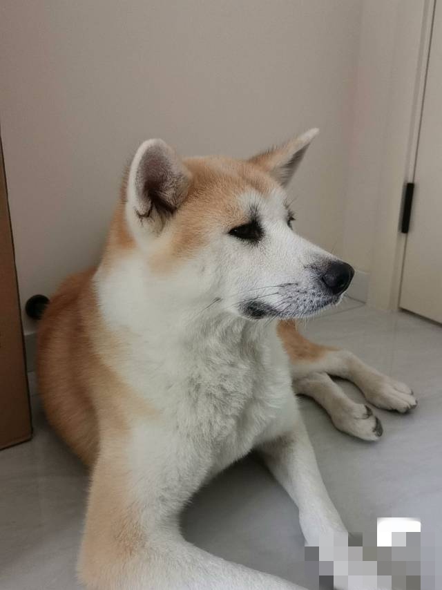 9月13日西安市雁塔区西影路千户小区领养秋田犬【领养启示/启事】