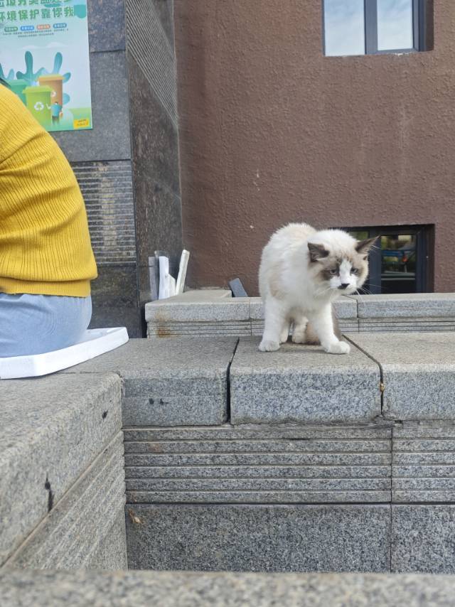 9月18日鞍山市立山区颐和城领养猫,宠物猫,猫咪【领养启示/启事】