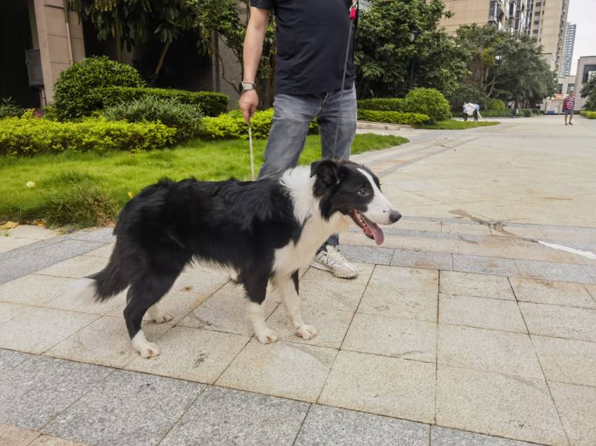 9月22日佛山市南海区大沥镇桂和路恒大悦府领养边牧,边境牧羊犬【领养启示/启事】