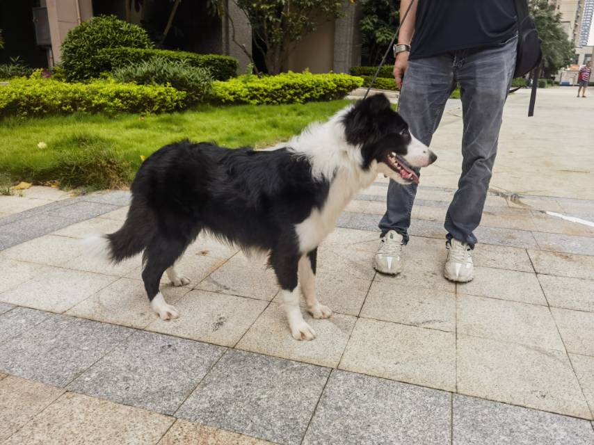 9月22日佛山市南海区大沥镇桂和路恒大悦府领养边牧,边境牧羊犬【领养启示/启事】