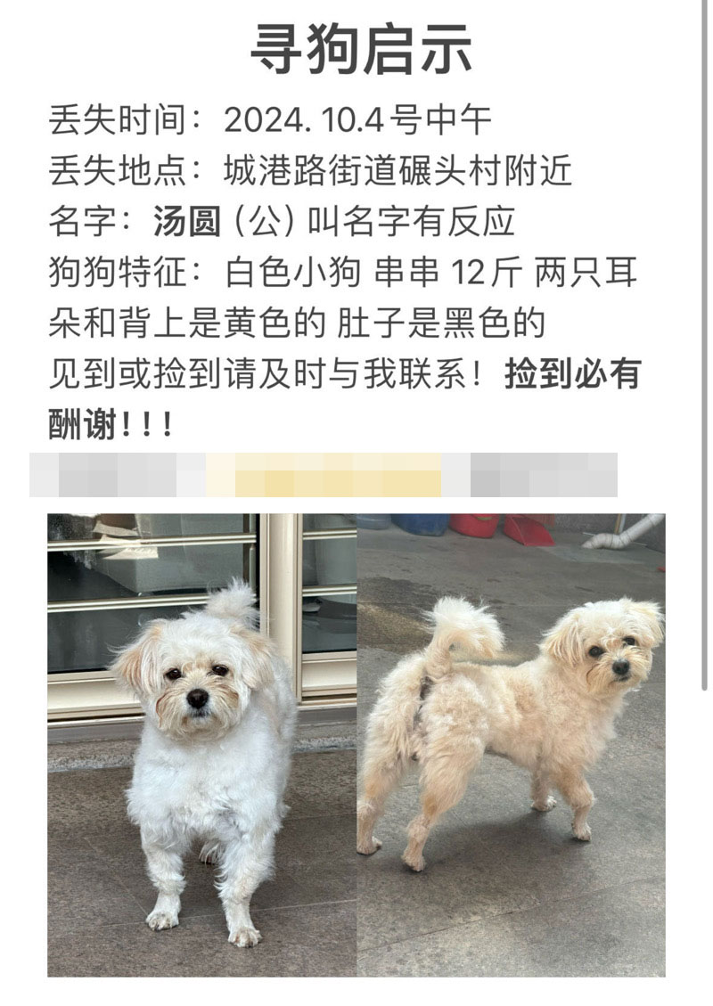 10月4日烟台市莱州市城港路街道碾头村附近走失泰迪,贵宾,泰迪熊【寻泰迪/贵宾启示/启事】