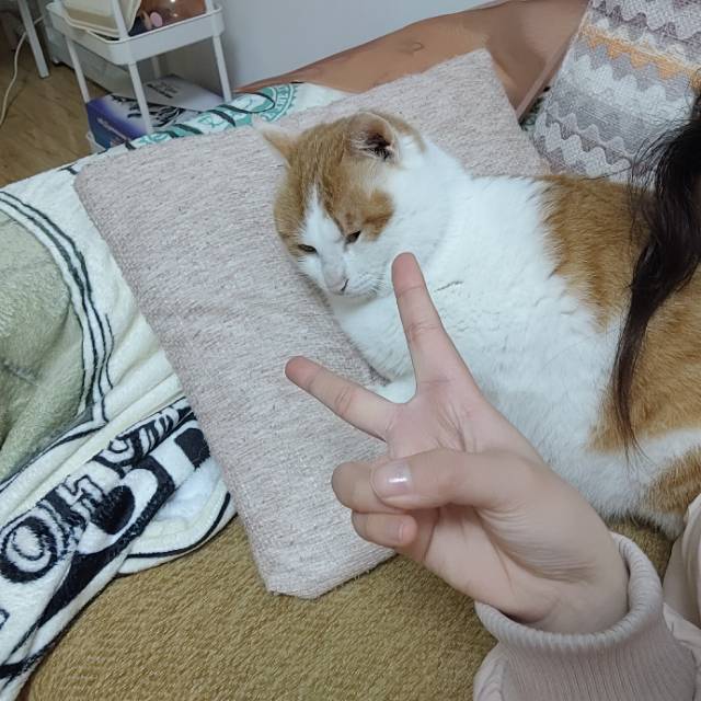 10月8日合肥市包河区徽贵苑19栋走失猫,宠物猫,猫咪【寻猫启示/启事】