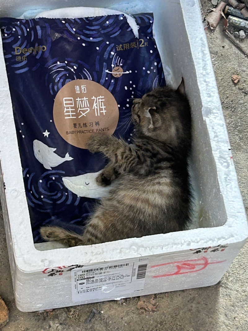 10月18日福州市闽侯县上街镇沙堤德州99连锁超市领养猫,宠物猫,猫咪【领养启示/启事】