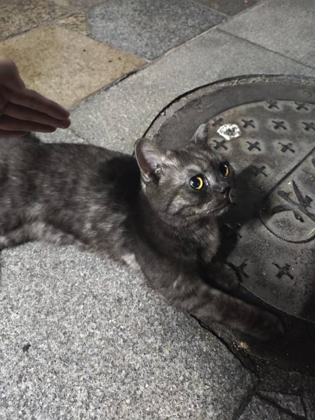 10月19日泉州市石狮市灵秀路25号捡到流浪猫,宠物猫,猫咪【猫招领启示/启事】