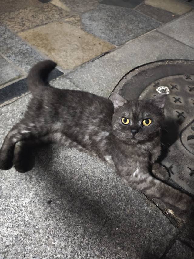 10月19日泉州市石狮市灵秀路25号捡到流浪猫,宠物猫,猫咪【猫招领启示/启事】