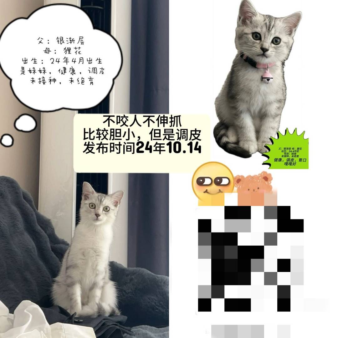 10月19日苏州市相城区望亭镇望熙雅苑领养猫,宠物猫,猫咪【领养启示/启事】