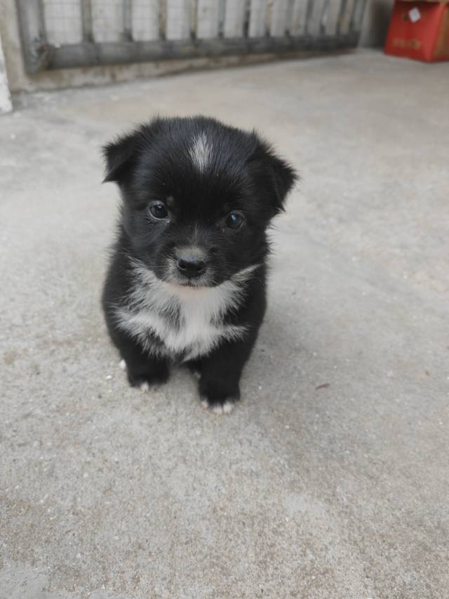 9月21日南通市如皋市南通或者南通崇川区领养土狗,柴犬,田园犬,中华田园犬【领养启示/启事】