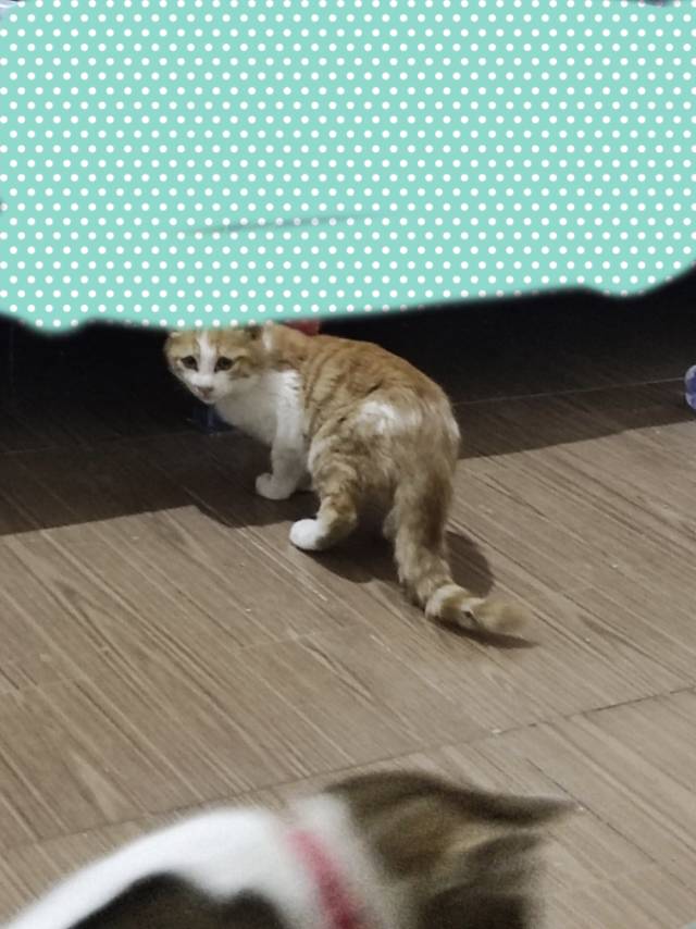 10月21日西安市高陵区陕汽路领养猫,宠物猫,猫咪【领养启示/启事】