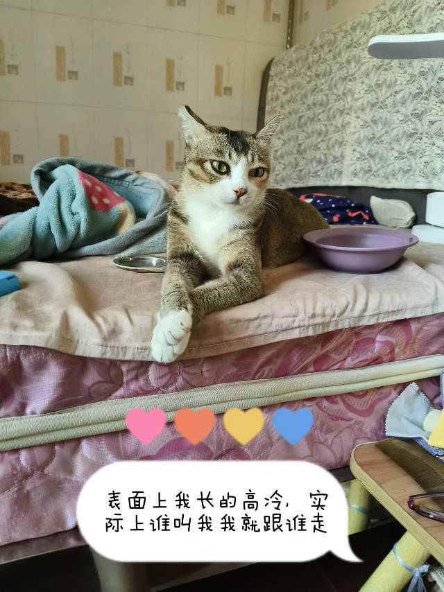 10月28日深圳市宝安区步涌社区领养猫,宠物猫,猫咪【领养启示/启事】