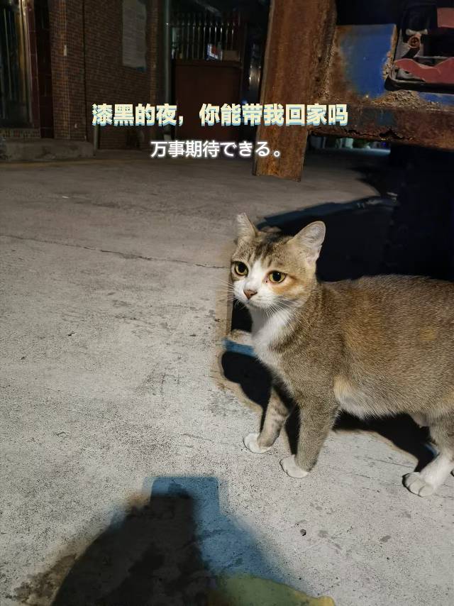 10月28日深圳市宝安区步涌社区领养猫,宠物猫,猫咪【领养启示/启事】